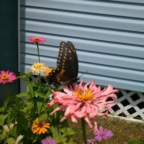 Eastern Black Swallowtail Butterfly on Zinnias in my Organic Florida Garden